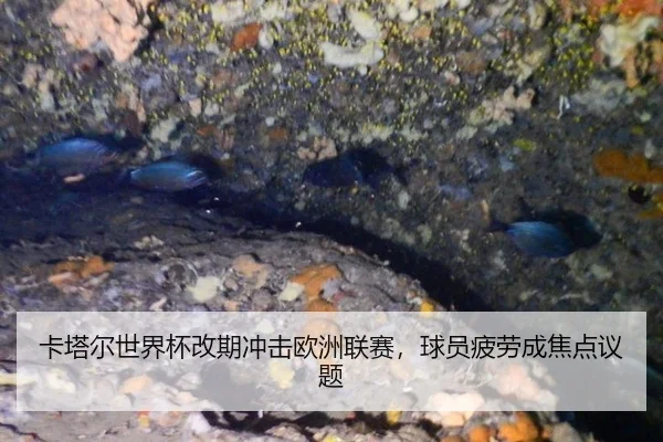 卡塔尔世界杯改期冲击欧洲联赛，球员疲劳成焦点议题